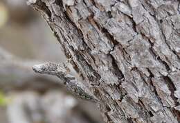 Image of bark mantises