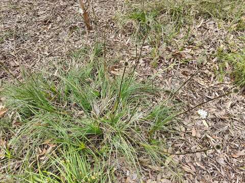 Image of Dasypogon bromeliifolius R. Br.