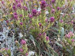 Image of mountain owl's-clover