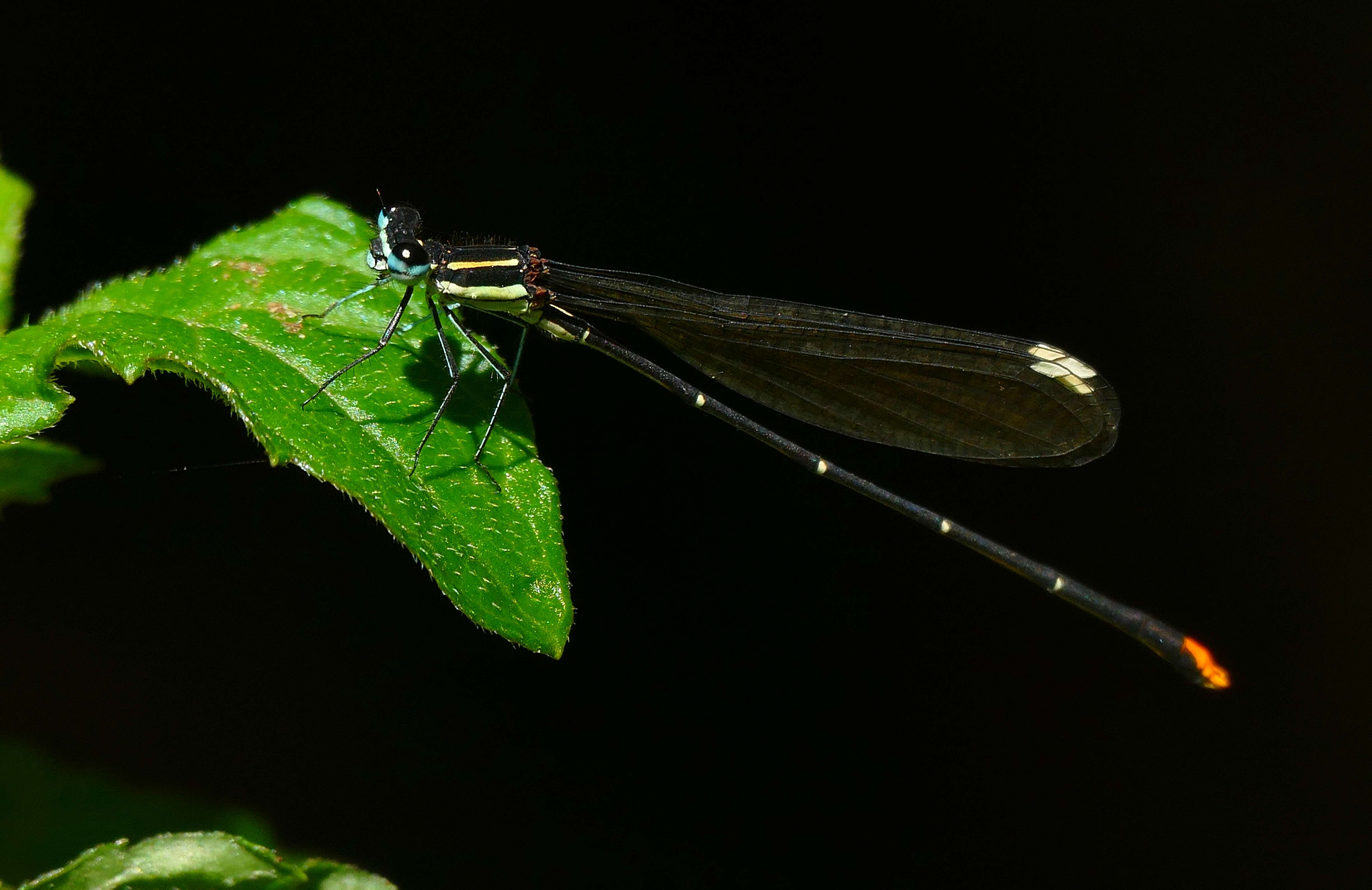 Sivun Allocnemis leucosticta Selys 1863 kuva