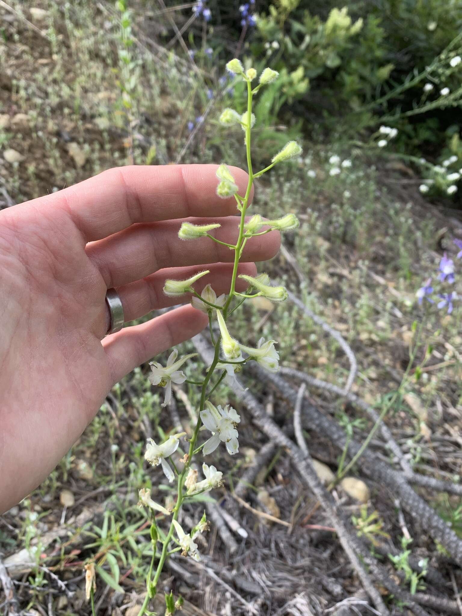 Delphinium xantholeucum Piper的圖片