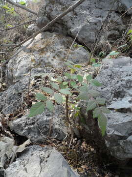 Imagem de Bursera macvaughiana R. Cuevas G. & J. Rzedowski