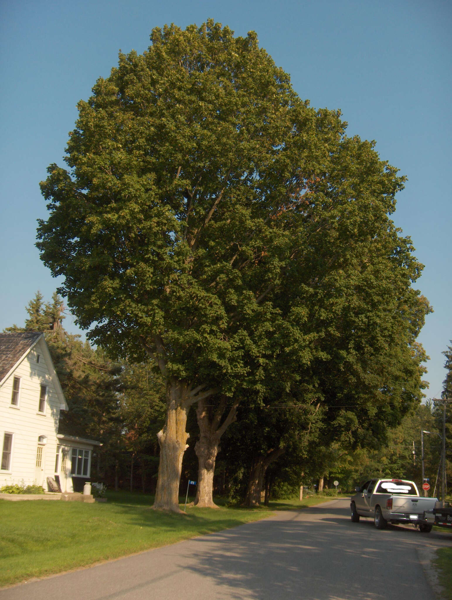 Image of Black Maple