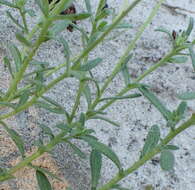 Image de Felicia amoena subsp. latifolia Grau