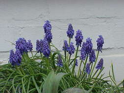 Image of Armenian grape hyacinth