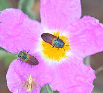 Image of Anthaxia praeclara Mannerheim 1837