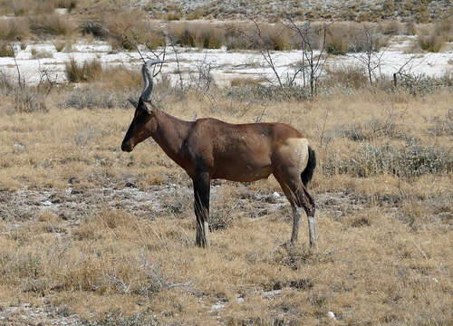 Image of Alcelaphus buselaphus caama