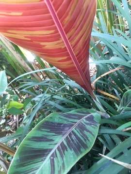 Image of Musa acuminata subsp. acuminata