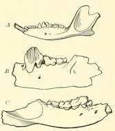 Image of shrew opossums