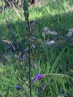 Image of Dichopogon