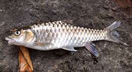 Image of Greater brook carp