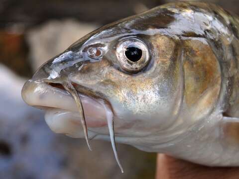 Image of Greater brook carp