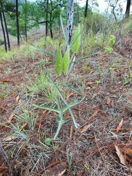 Image of nodding milkweed