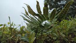 Plancia ëd Polypodium macaronesicum subsp. azoricum (Vasc.) F. J. Rumsey, Carine & Robba