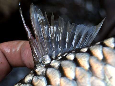 Image of Greater brook carp