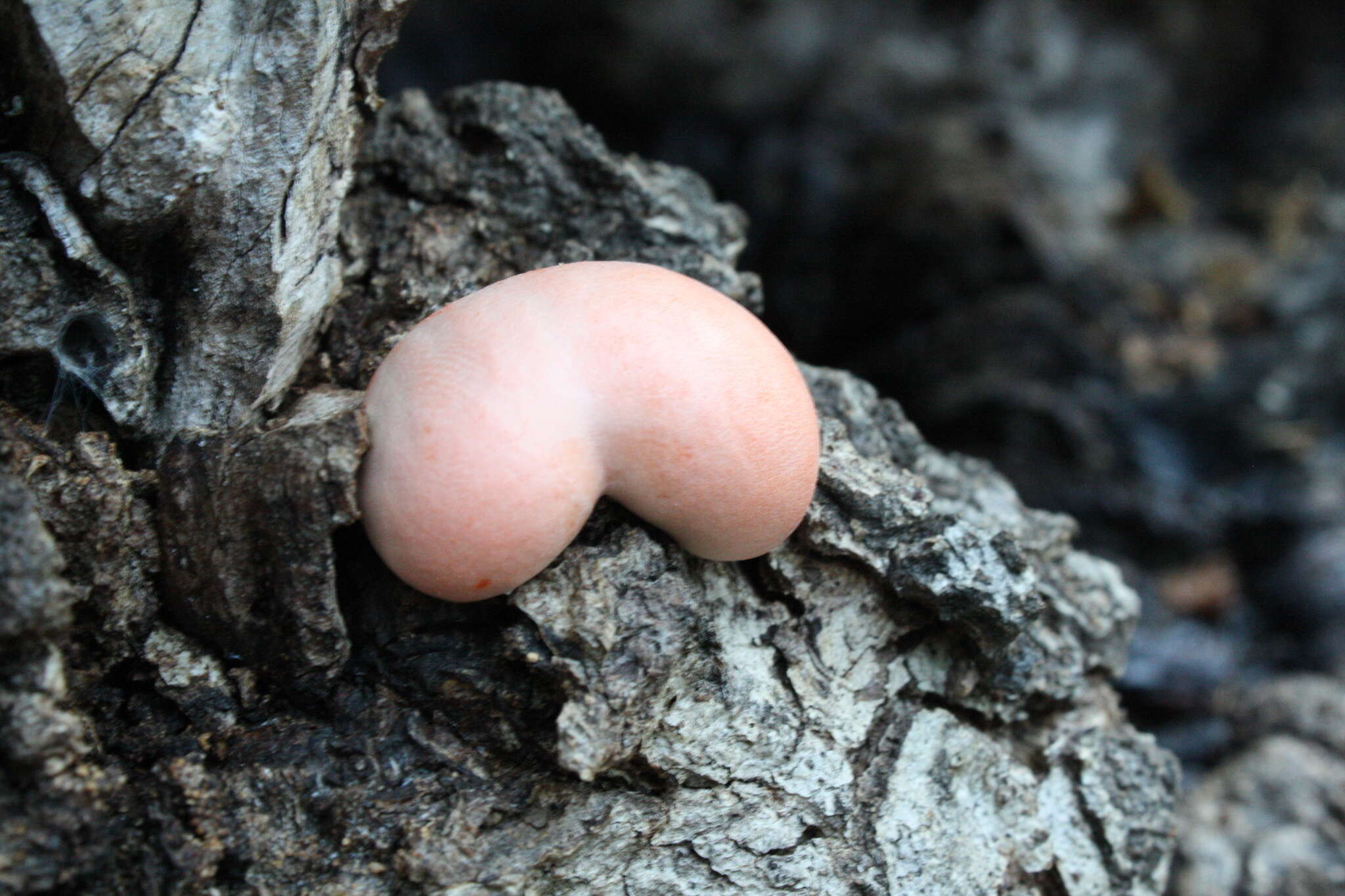 Image of Lycogala epidendrum