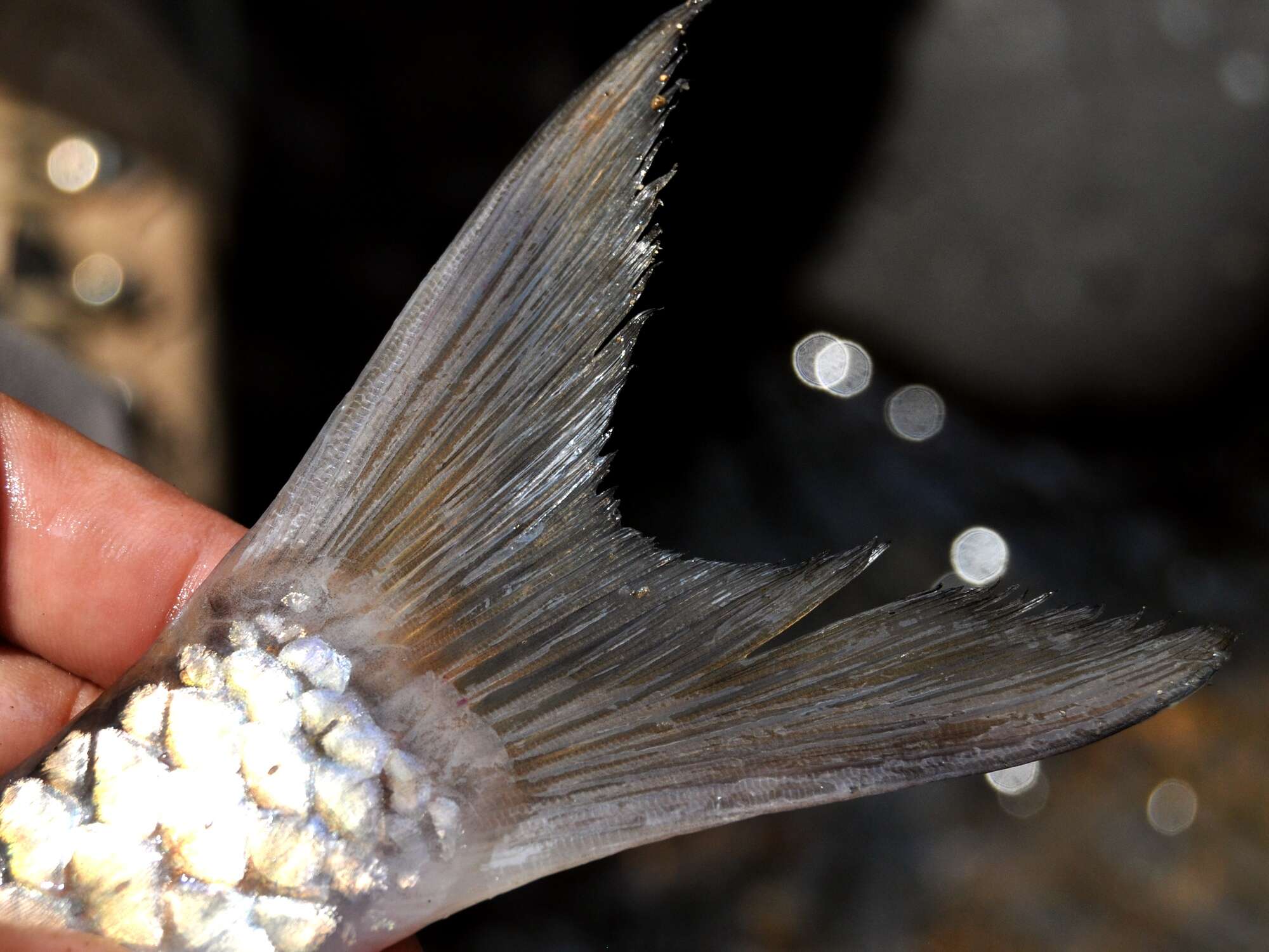 Image of Greater brook carp