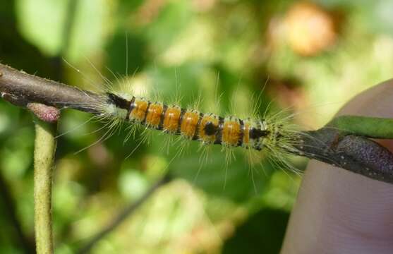 Image of Acronicta insita Walker 1856