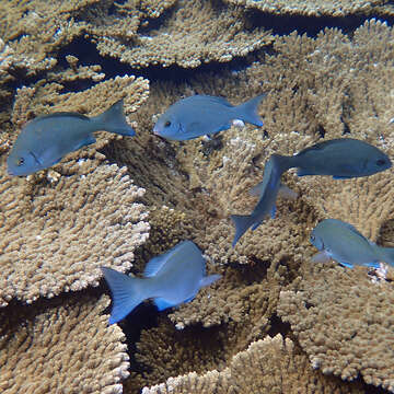 Image of New Zealand bluefish