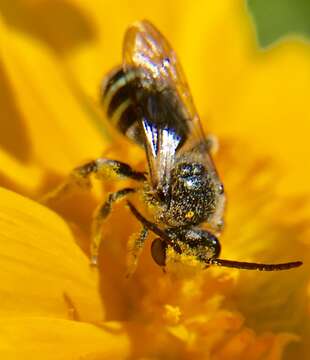 Image of Four-banded Nomia