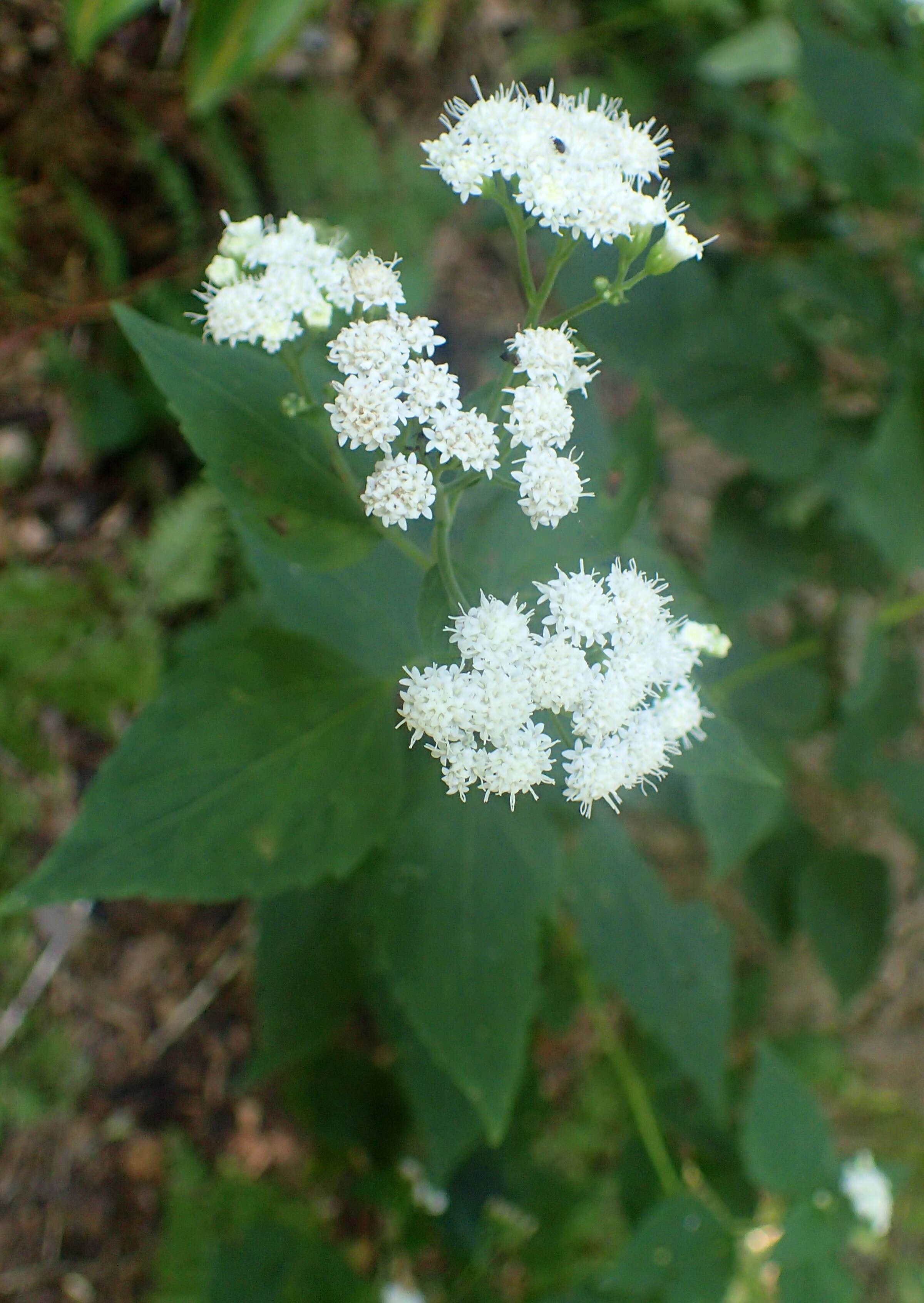 Plancia ëd Ageratina altissima (L.) R. King & H. Rob.