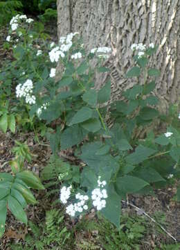 Image of white snakeroot