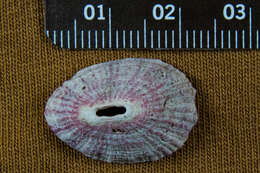 Image of volcano keyhole limpet