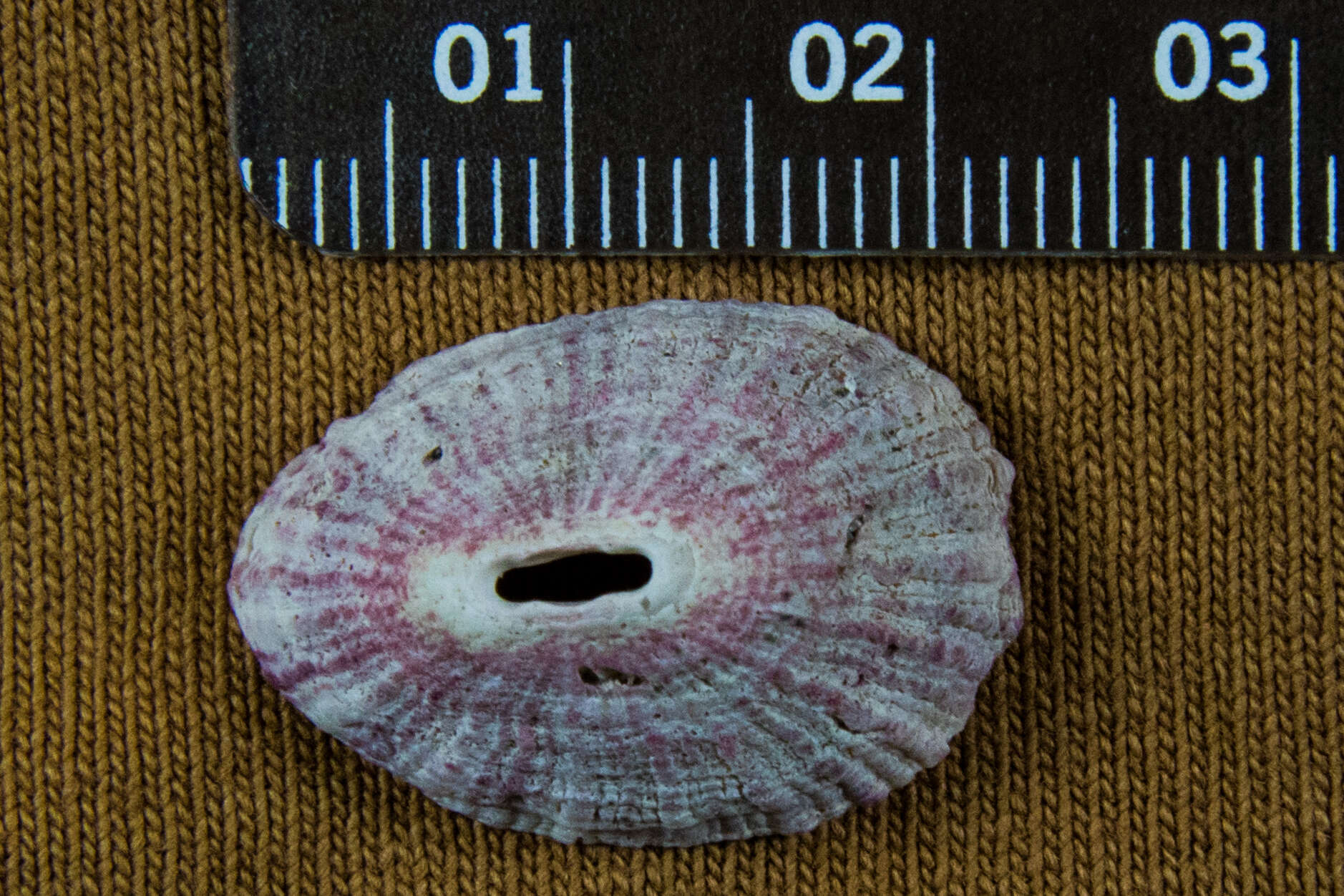 Image of volcano keyhole limpet