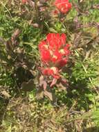 Image of coast Indian paintbrush