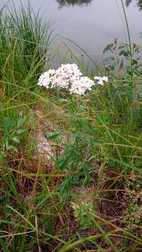 Image of Achillea salicifolia Bess.