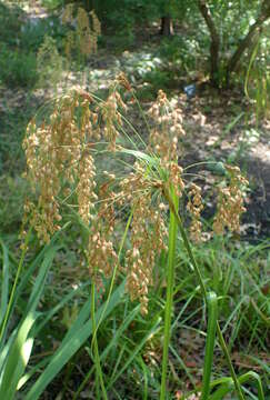 Imagem de Scirpus cyperinus (L.) Kunth