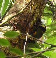 Image of Tawny-tufted Toucanet