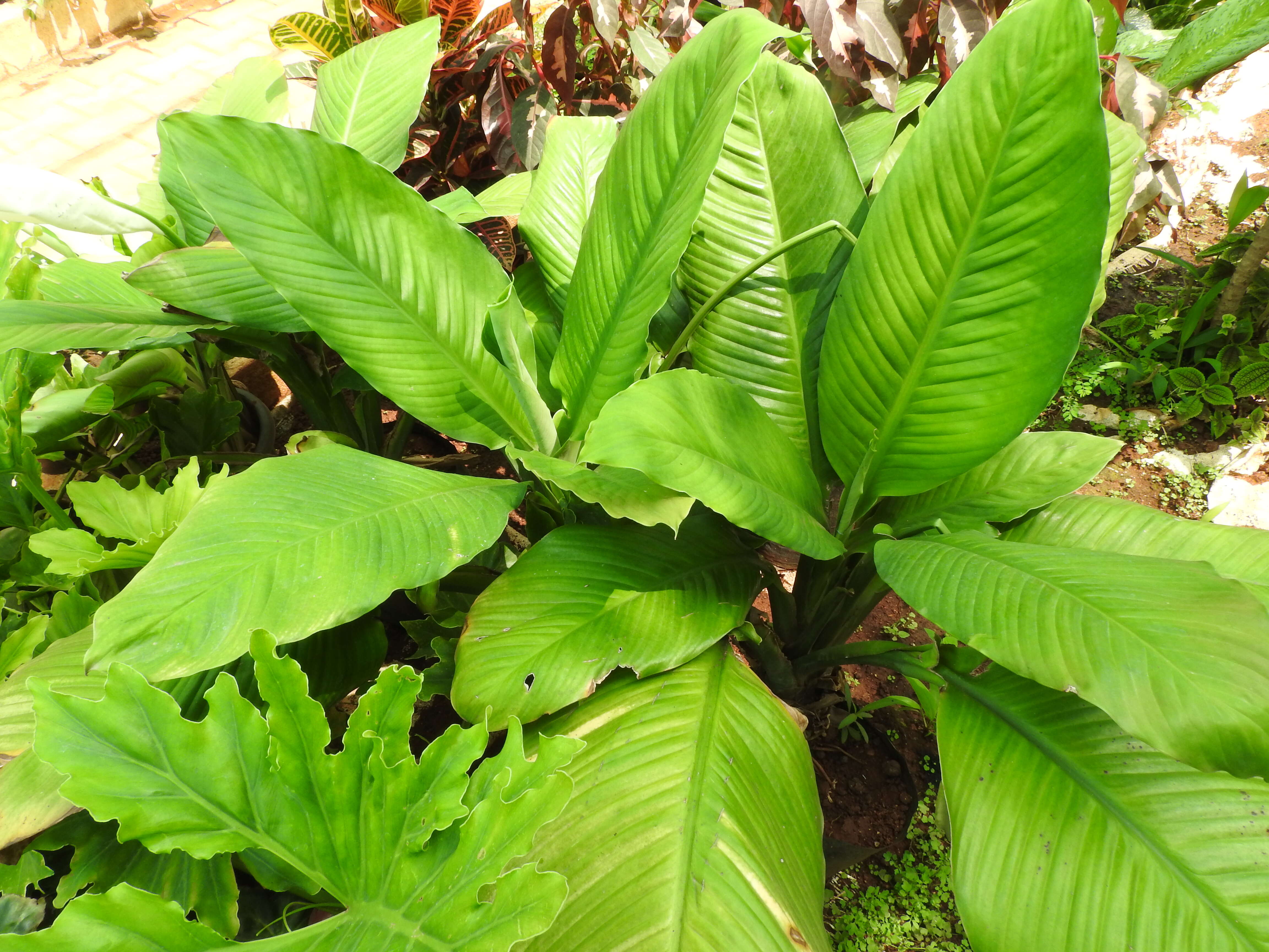 Image of peace lily