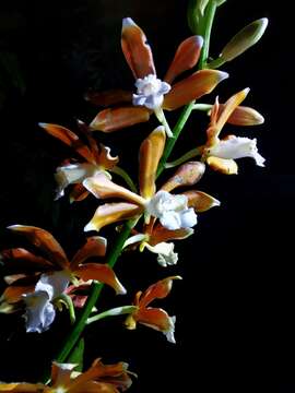 Image of Phaius callosus (Blume) Lindl.