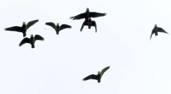 Image of Scaly-headed Parrot