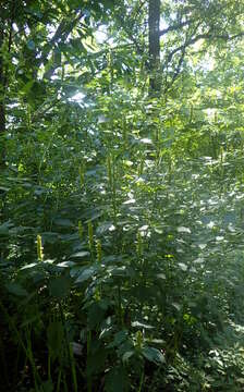 Image of Yellow Giant Hyssop