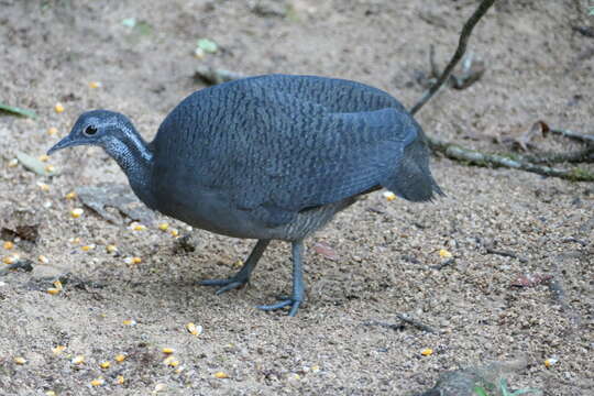 Image of Gray Tinamou