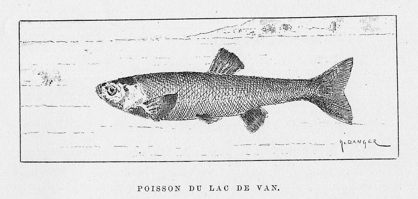 Imagem de Alburnus tarichi (Güldenstädt 1814)