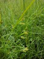 Image of pale sedge