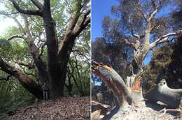 Image of Pacific madrone