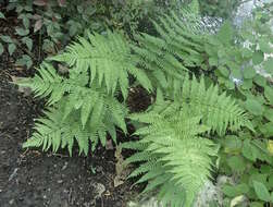 Image of Autumn fern