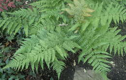 Image de Dryopteris erythrosora (D. C. Eat.) O. Kuntze