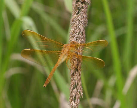 Image de Sympetrum uniforme (Selys 1883)