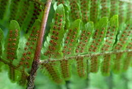 Image de Dryopteris erythrosora (D. C. Eat.) O. Kuntze