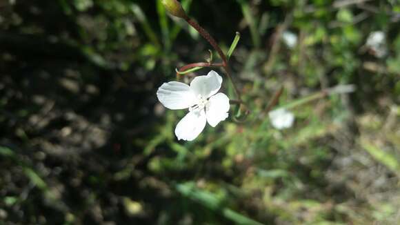 Image of canyon clarkia