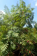 Image of rocky mountain sumac