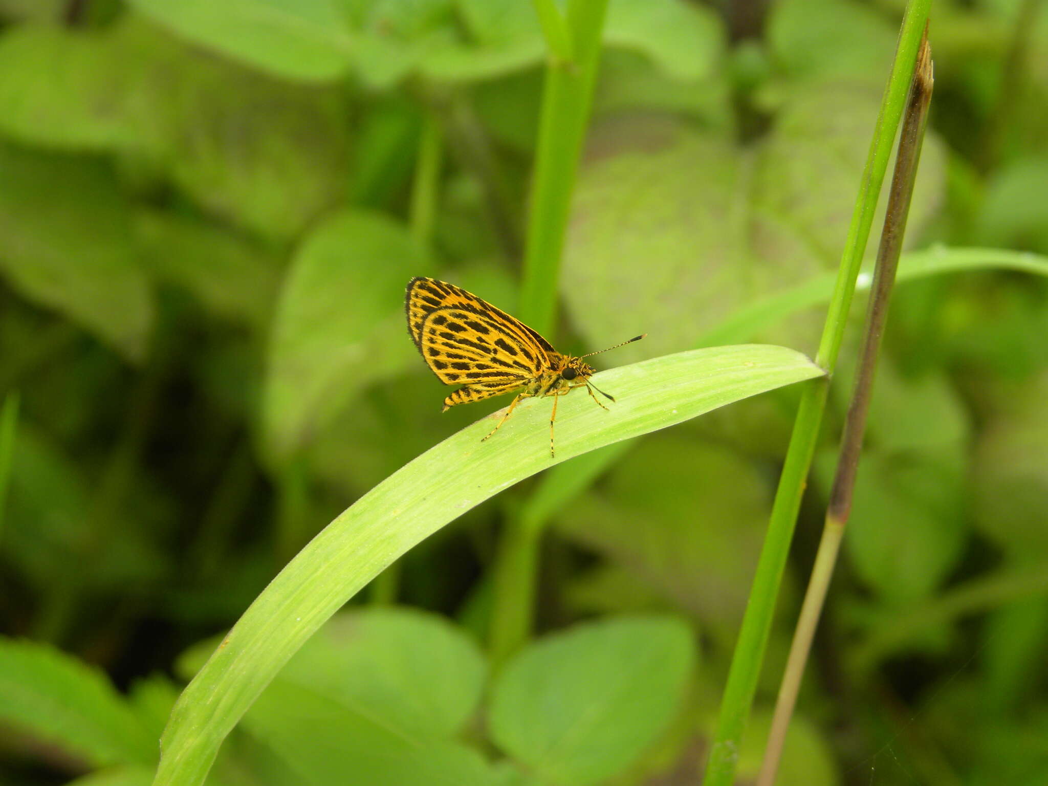 Image of Tiger Hopper