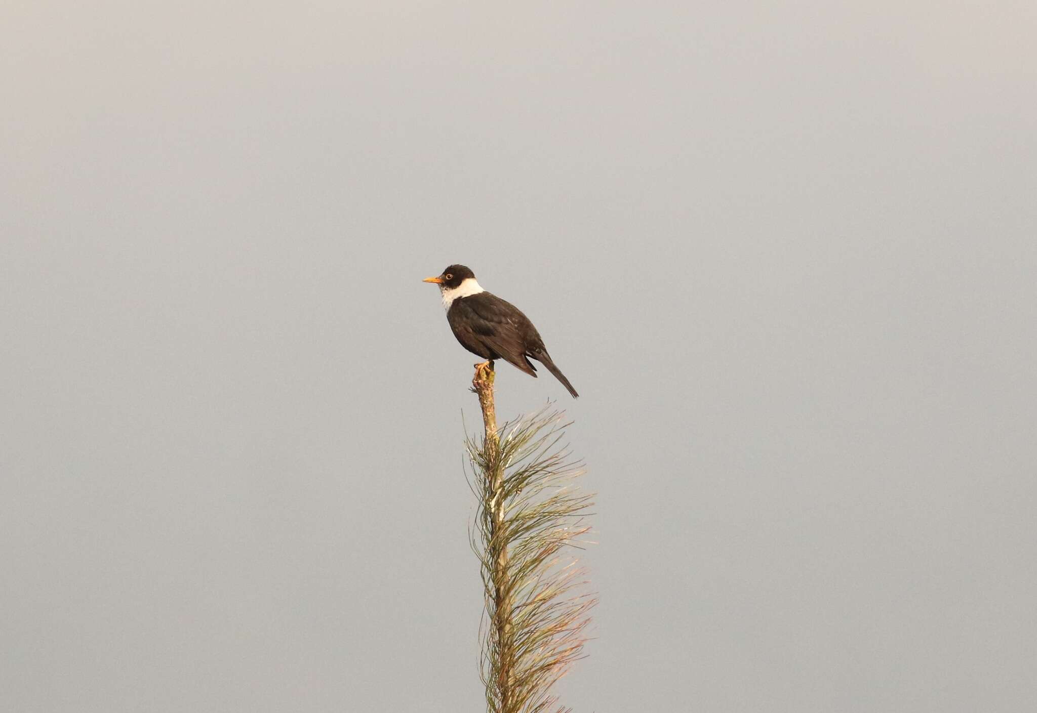 Image of White-collared Blackbird