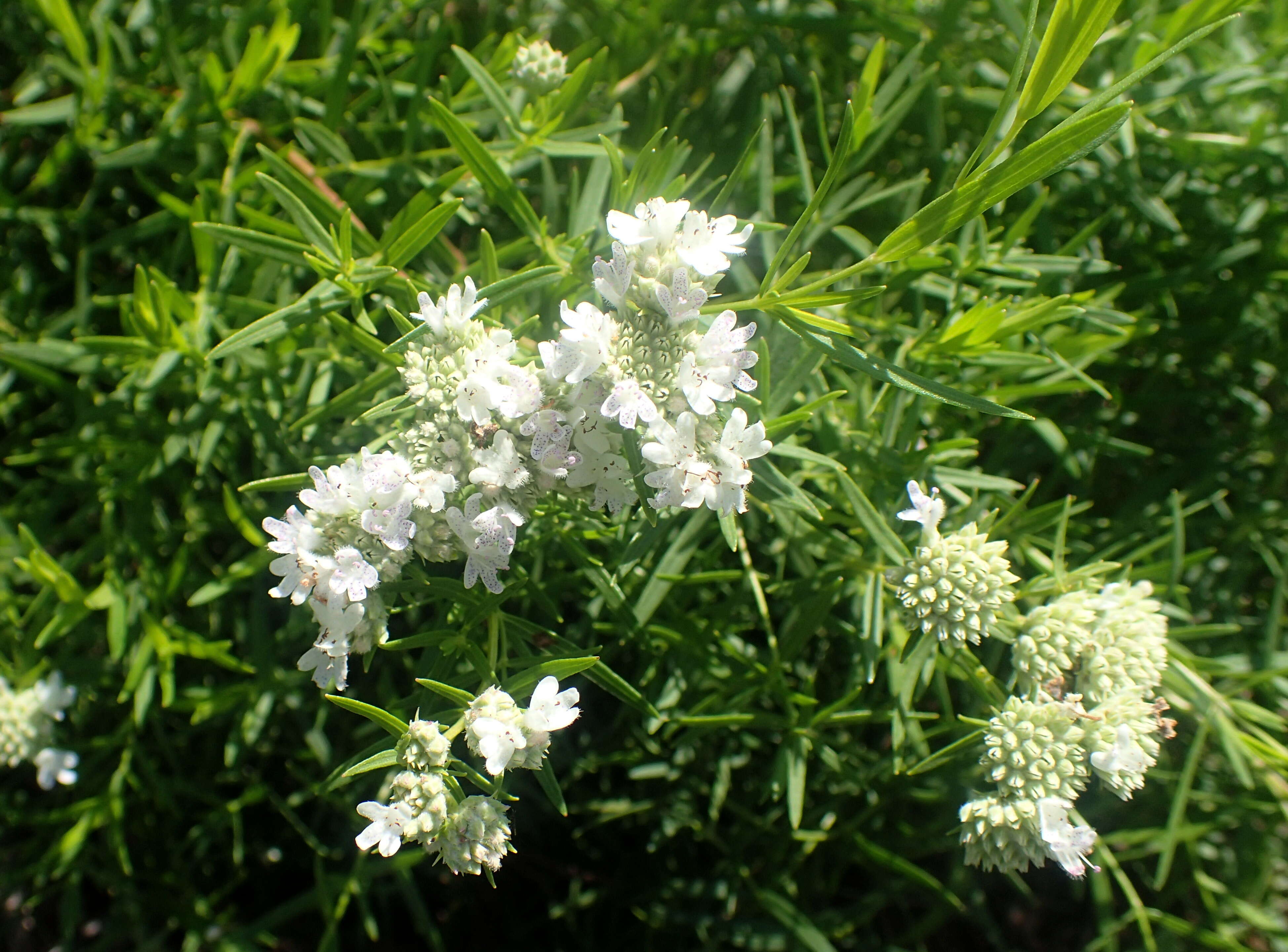 Image of narrowleaf mountainmint