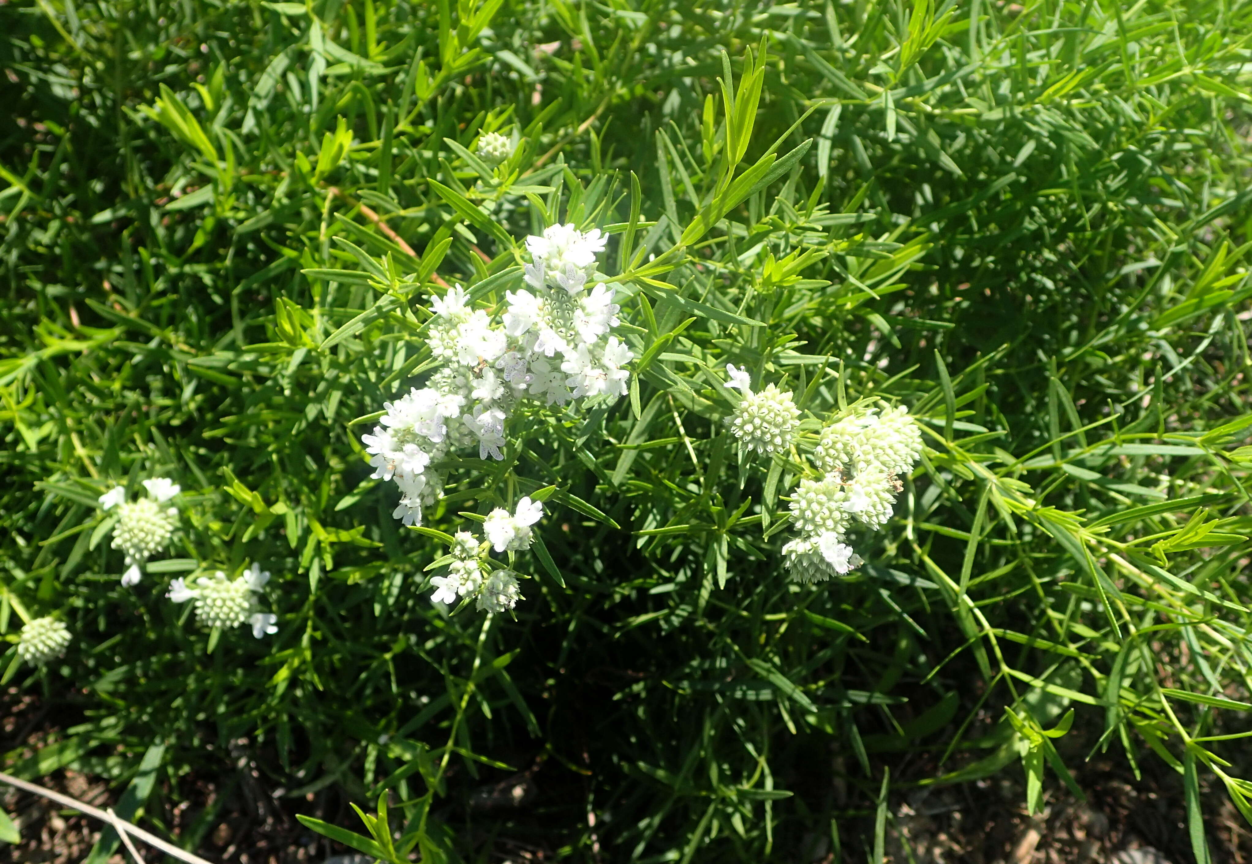 Imagem de Pycnanthemum tenuifolium Schrad.